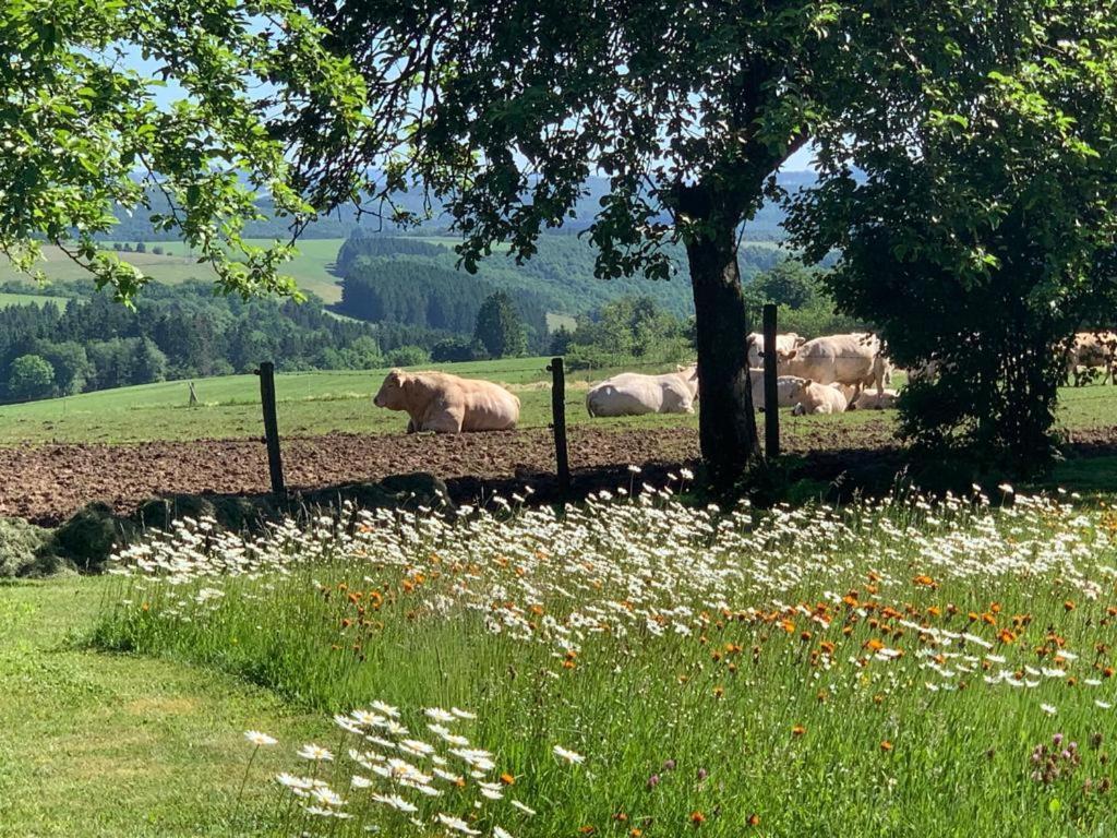 Urlaub Mit Hund Auf Dem Bauernhof Hofswald Apartment Euscheid ภายนอก รูปภาพ