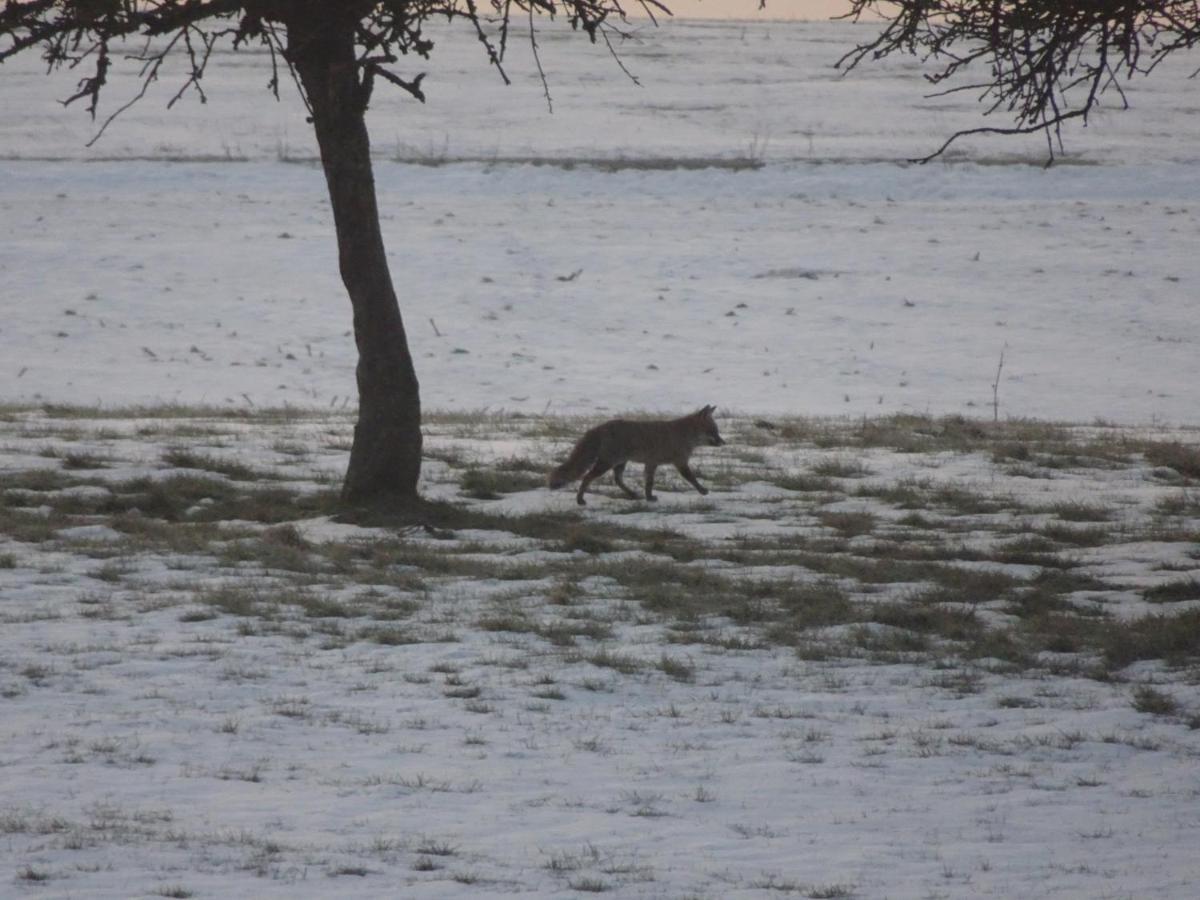 Urlaub Mit Hund Auf Dem Bauernhof Hofswald Apartment Euscheid ภายนอก รูปภาพ