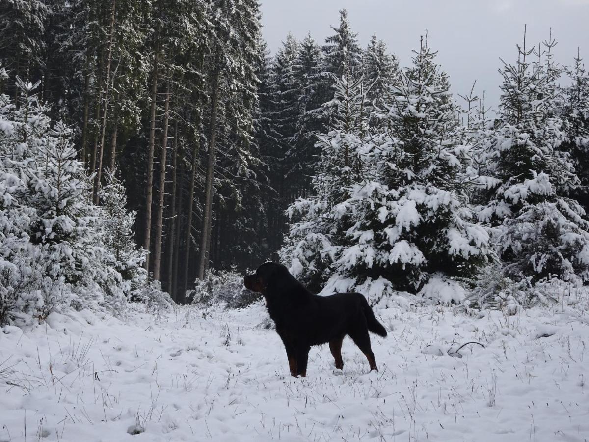 Urlaub Mit Hund Auf Dem Bauernhof Hofswald Apartment Euscheid ภายนอก รูปภาพ