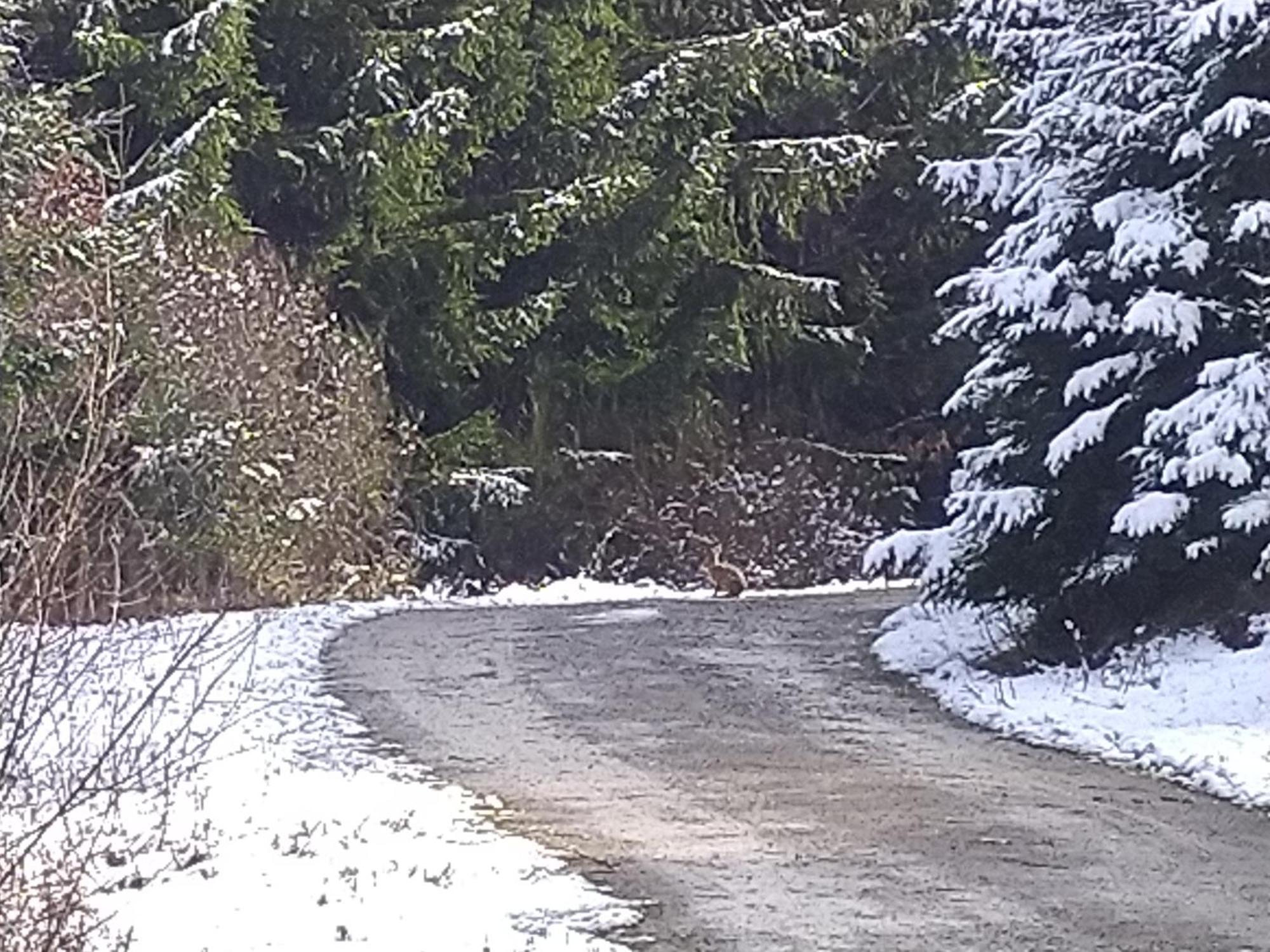 Urlaub Mit Hund Auf Dem Bauernhof Hofswald Apartment Euscheid ภายนอก รูปภาพ