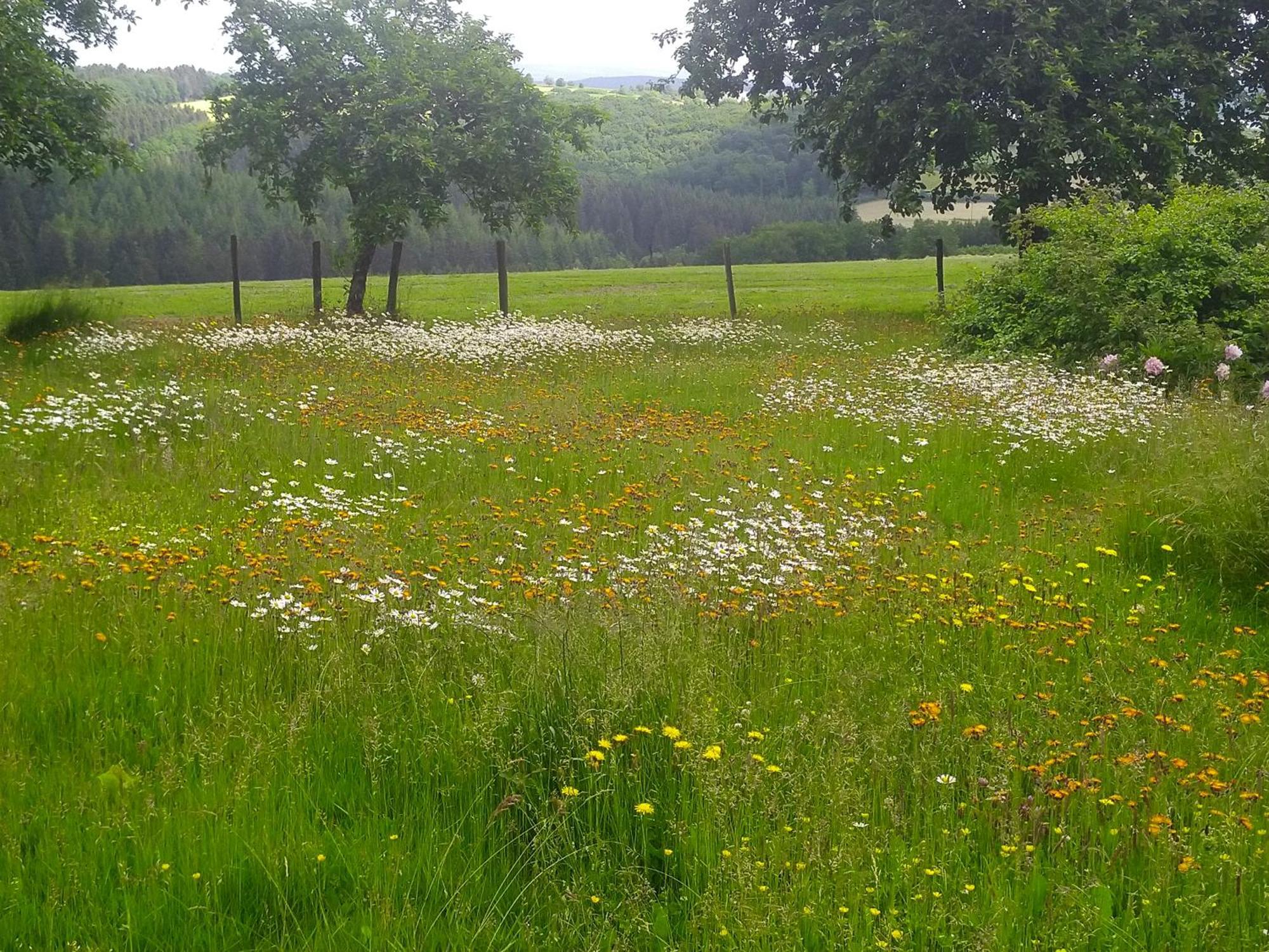 Urlaub Mit Hund Auf Dem Bauernhof Hofswald Apartment Euscheid ภายนอก รูปภาพ