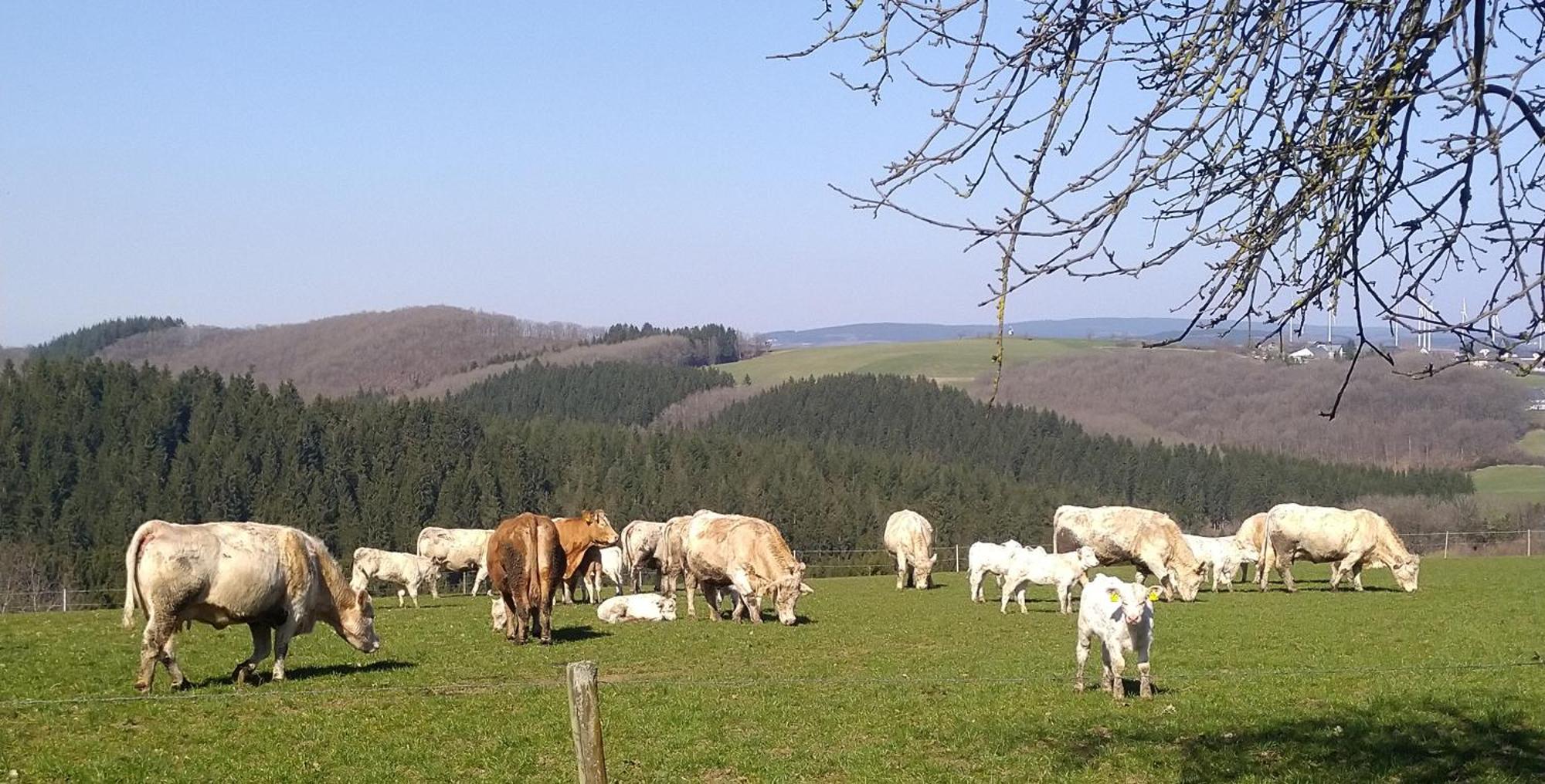 Urlaub Mit Hund Auf Dem Bauernhof Hofswald Apartment Euscheid ภายนอก รูปภาพ
