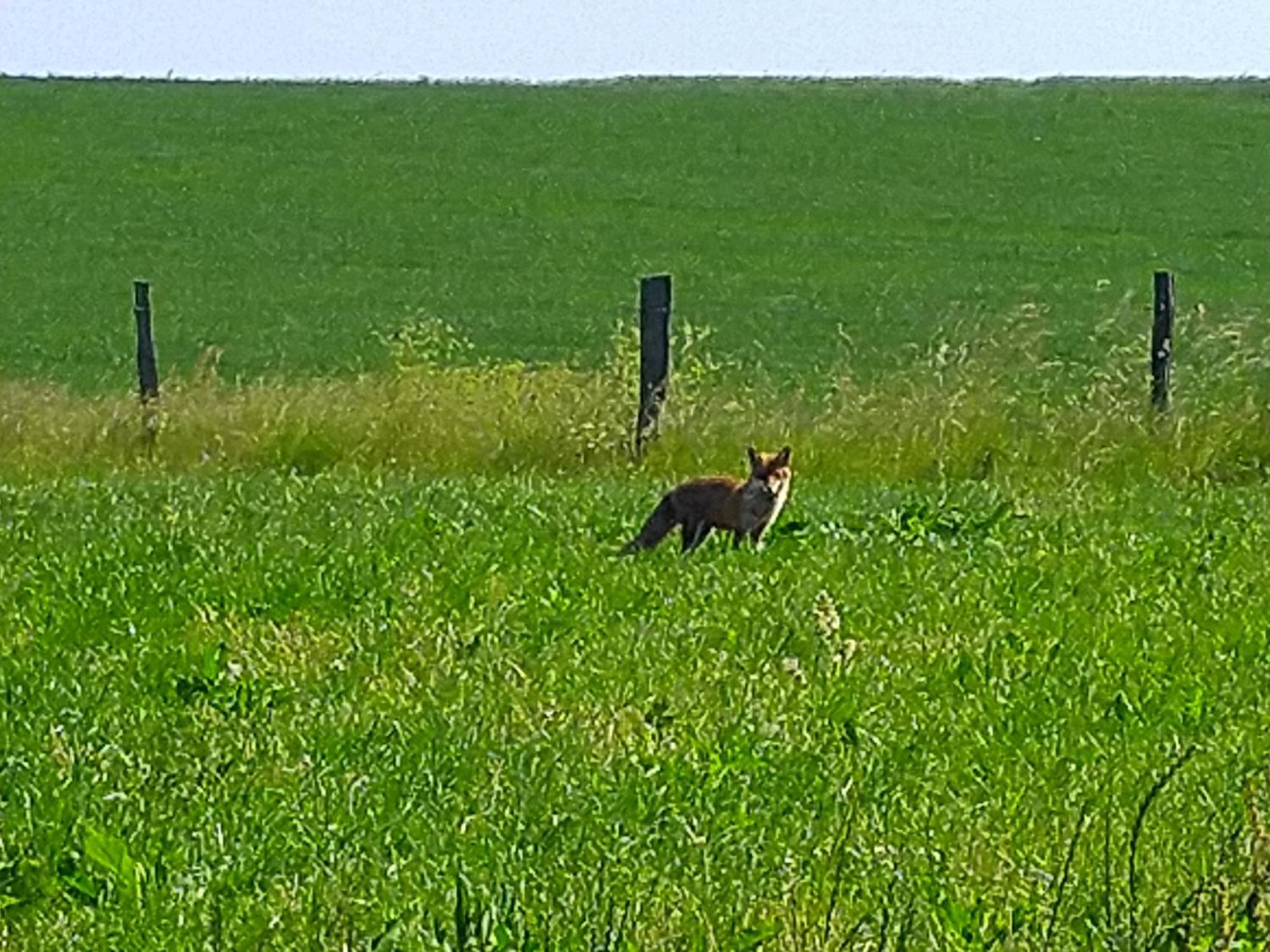 Urlaub Mit Hund Auf Dem Bauernhof Hofswald Apartment Euscheid ภายนอก รูปภาพ