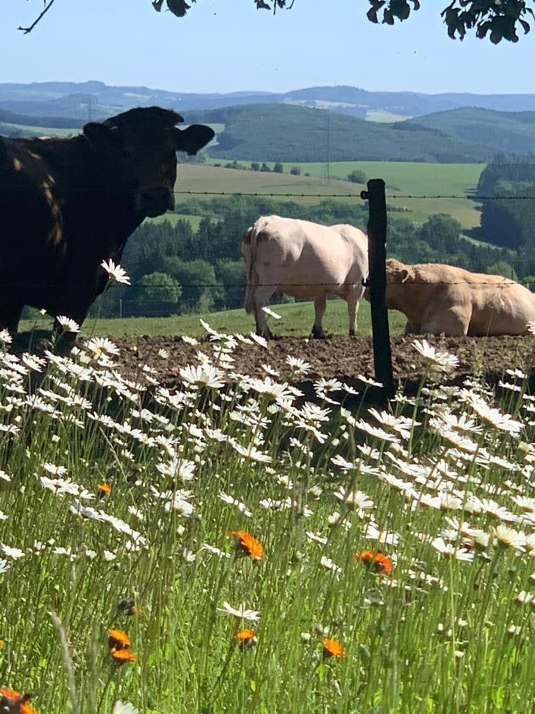 Urlaub Mit Hund Auf Dem Bauernhof Hofswald Apartment Euscheid ภายนอก รูปภาพ