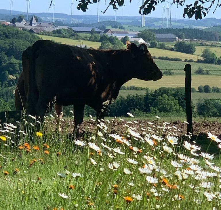 Urlaub Mit Hund Auf Dem Bauernhof Hofswald Apartment Euscheid ภายนอก รูปภาพ