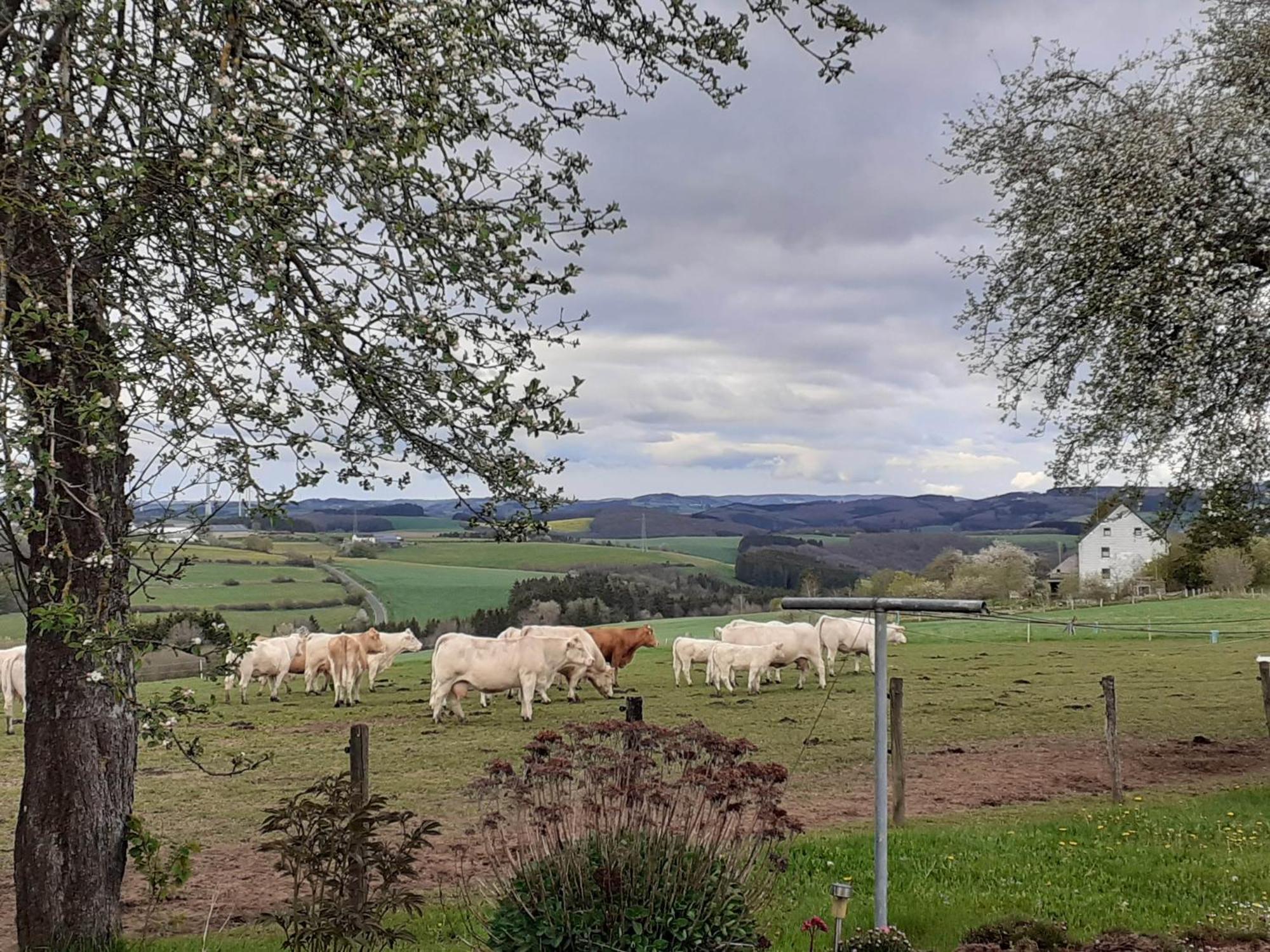 Urlaub Mit Hund Auf Dem Bauernhof Hofswald Apartment Euscheid ภายนอก รูปภาพ