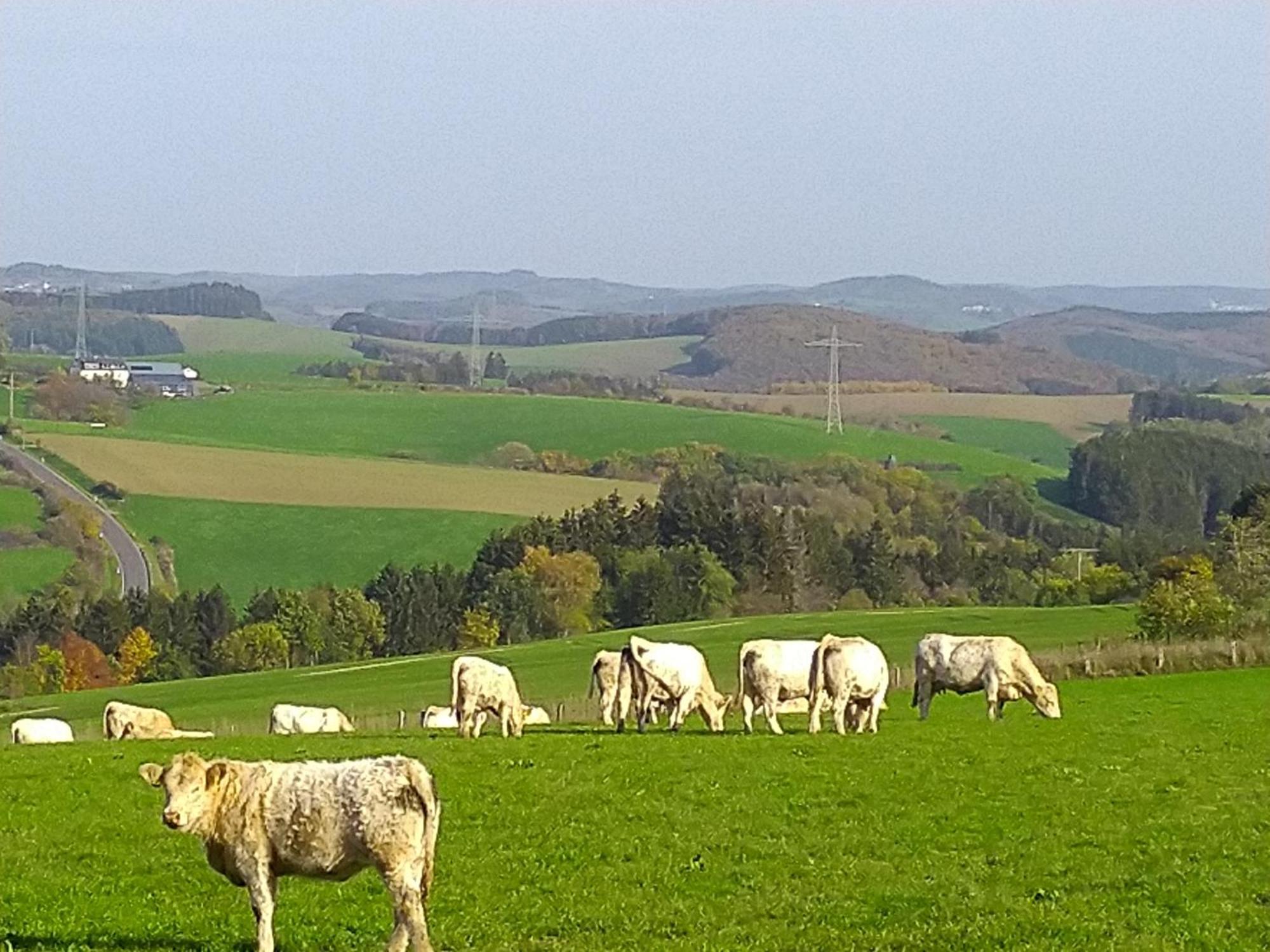 Urlaub Mit Hund Auf Dem Bauernhof Hofswald Apartment Euscheid ภายนอก รูปภาพ