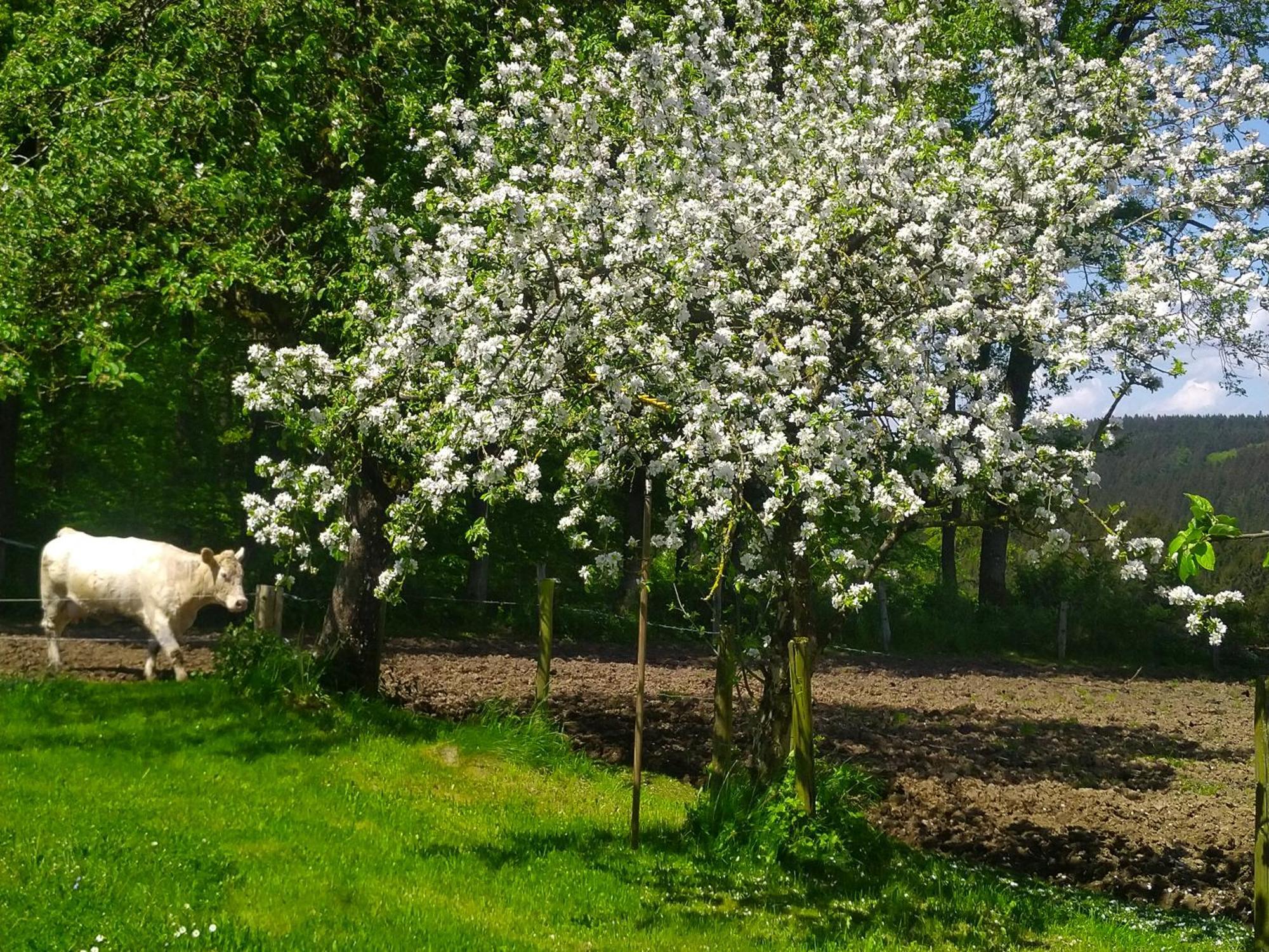 Urlaub Mit Hund Auf Dem Bauernhof Hofswald Apartment Euscheid ภายนอก รูปภาพ